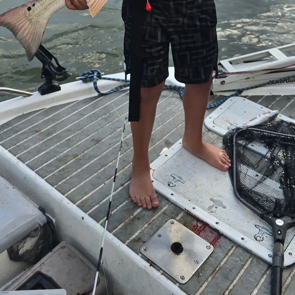Red drum caught on Fishbrain