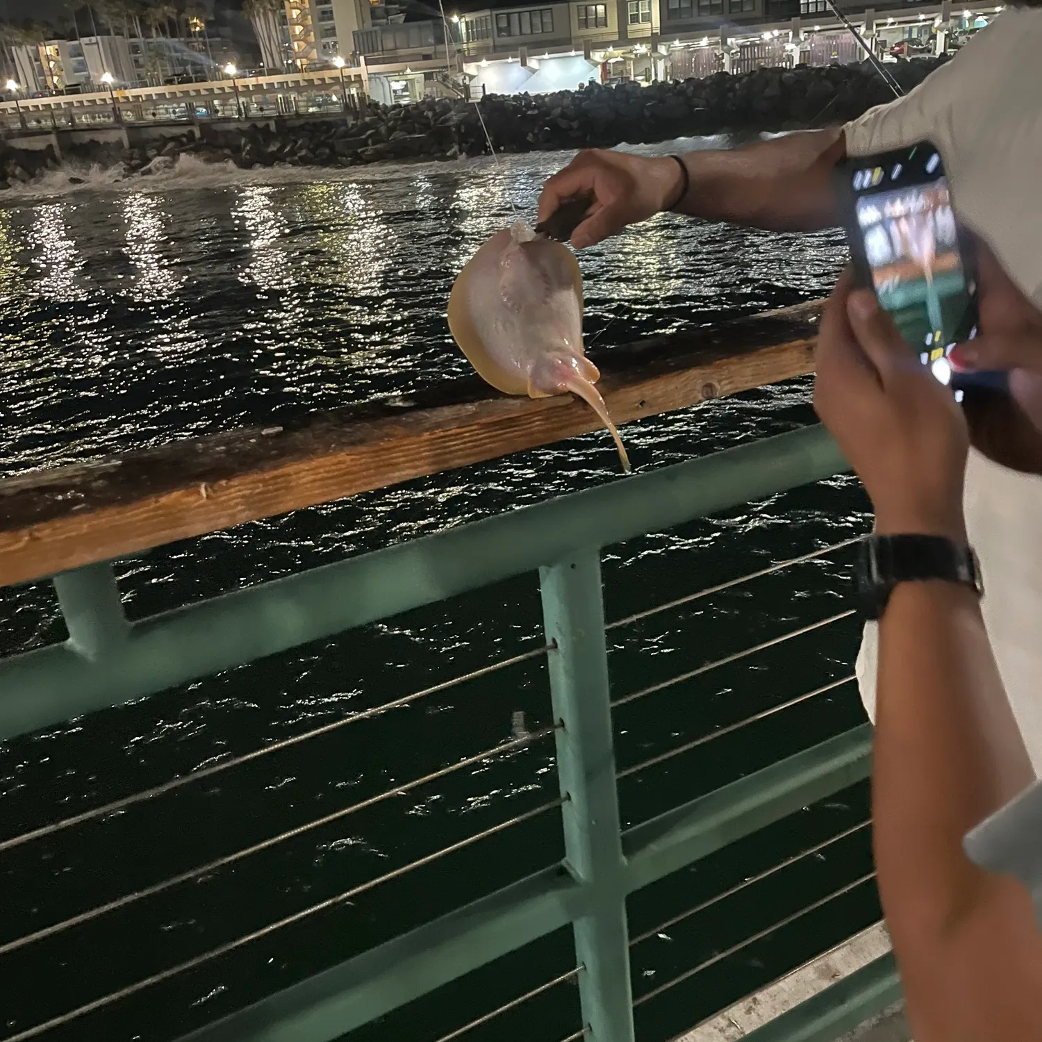The most recent Common stingaree catches on Fishbrain