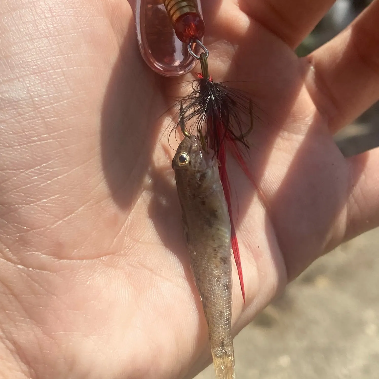 Fish caught on Fishbrain