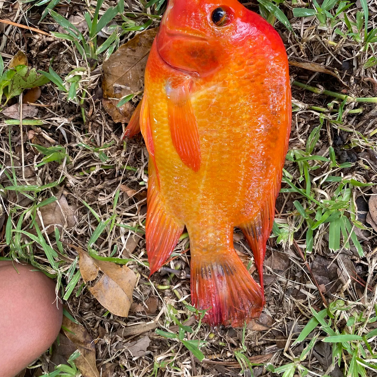 The most recent Midas cichlid catches on Fishbrain