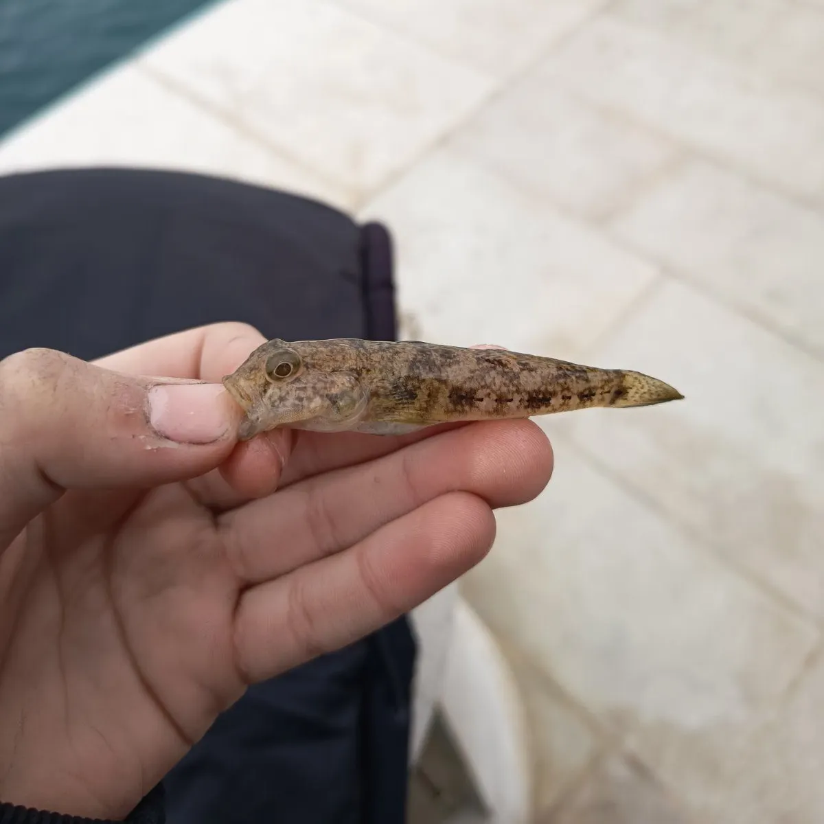 The most recent Sand goby catches on Fishbrain