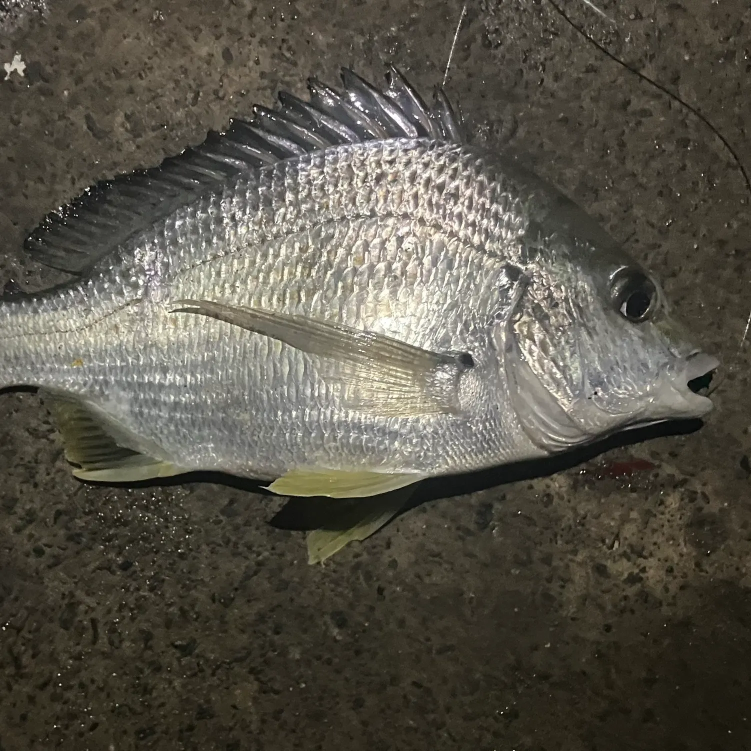 The most recent Surf bream catches on Fishbrain