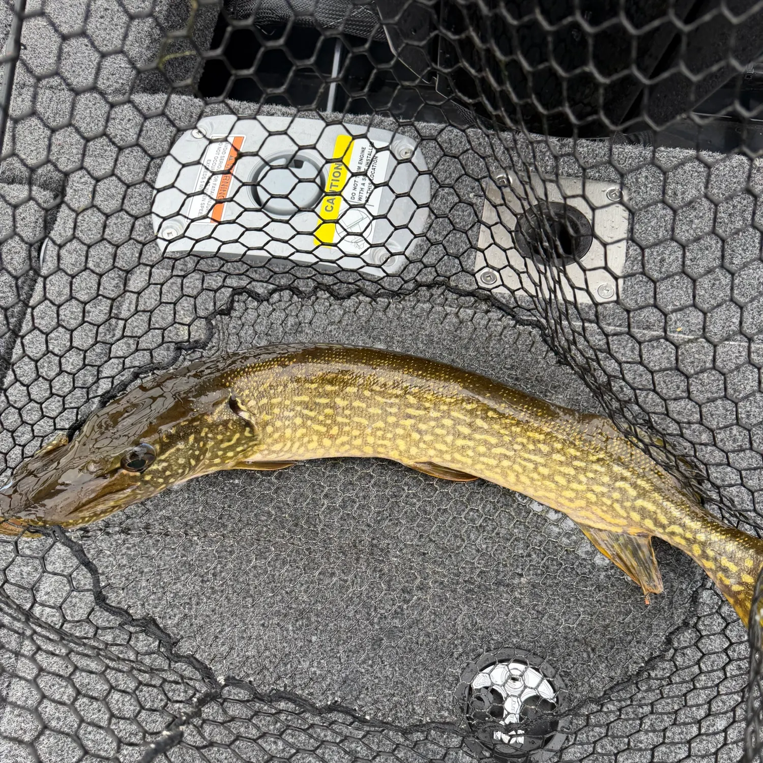 Northern pike caught on Fishbrain