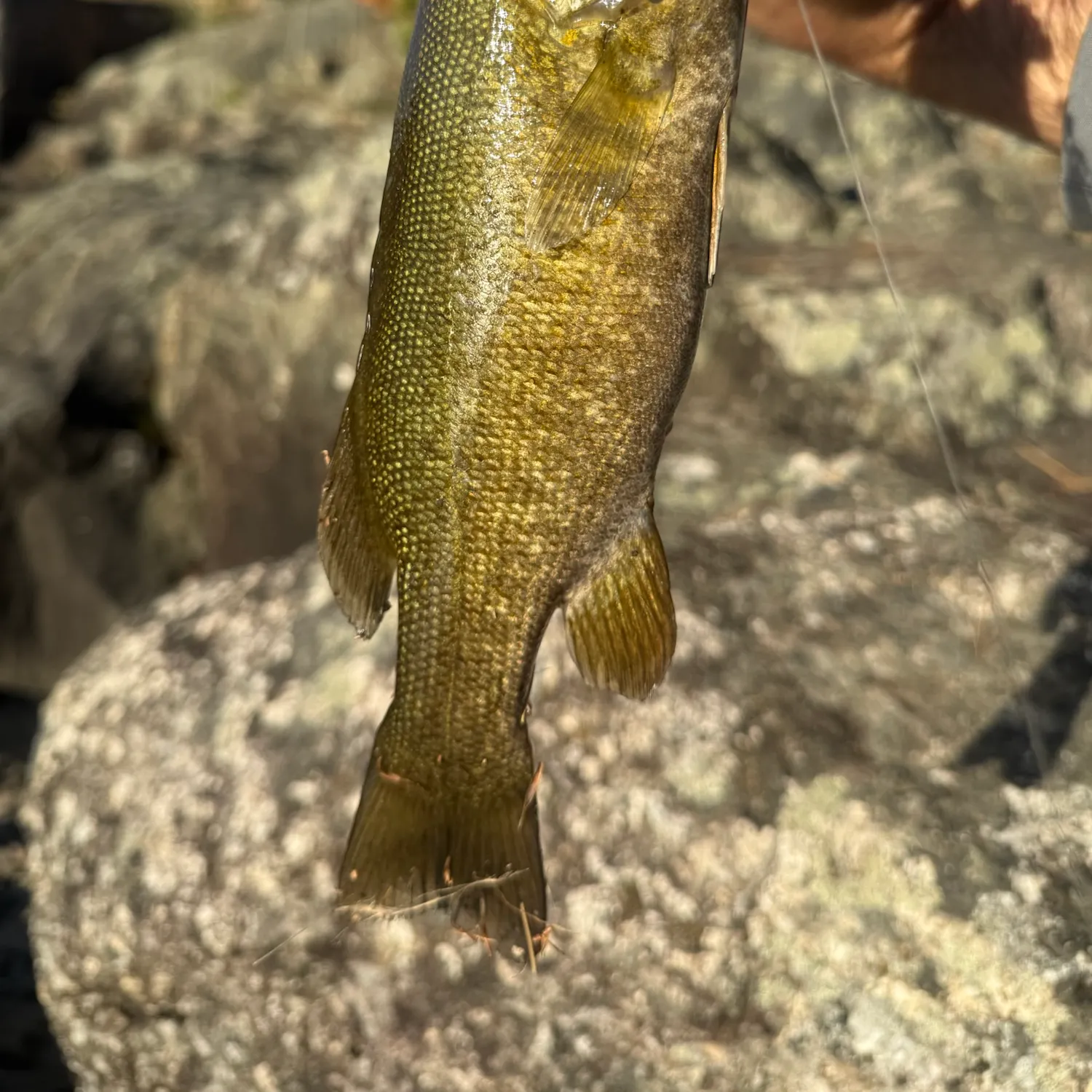 Smallmouth bass caught on Fishbrain