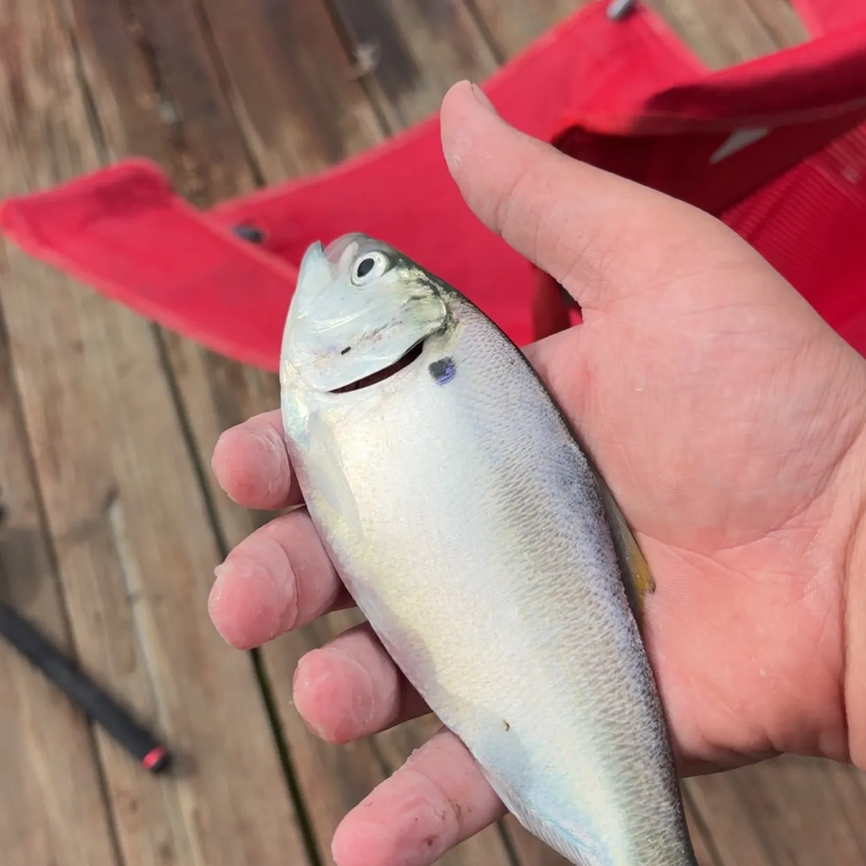 The most recent Yellowfin menhaden catches on Fishbrain