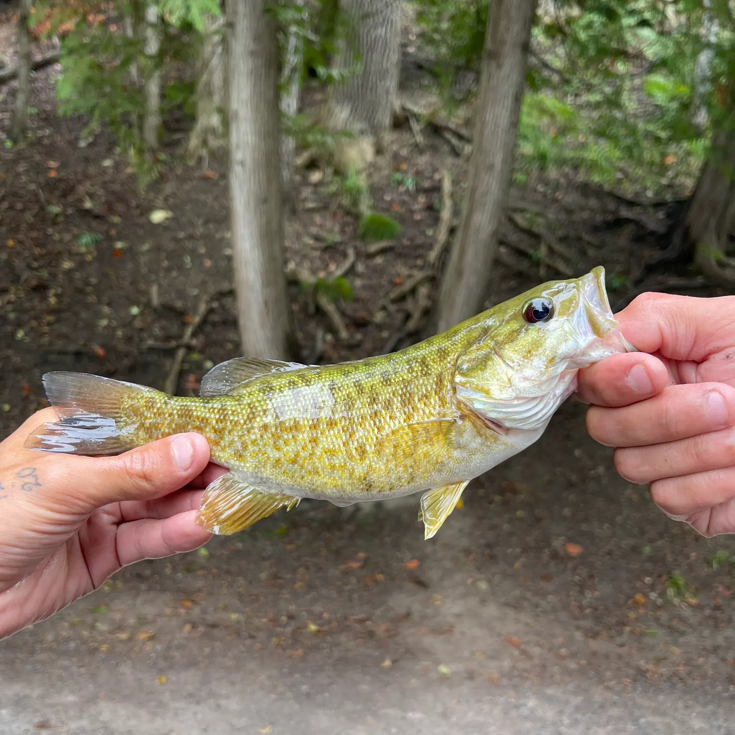 Smallmouth bass caught on Fishbrain