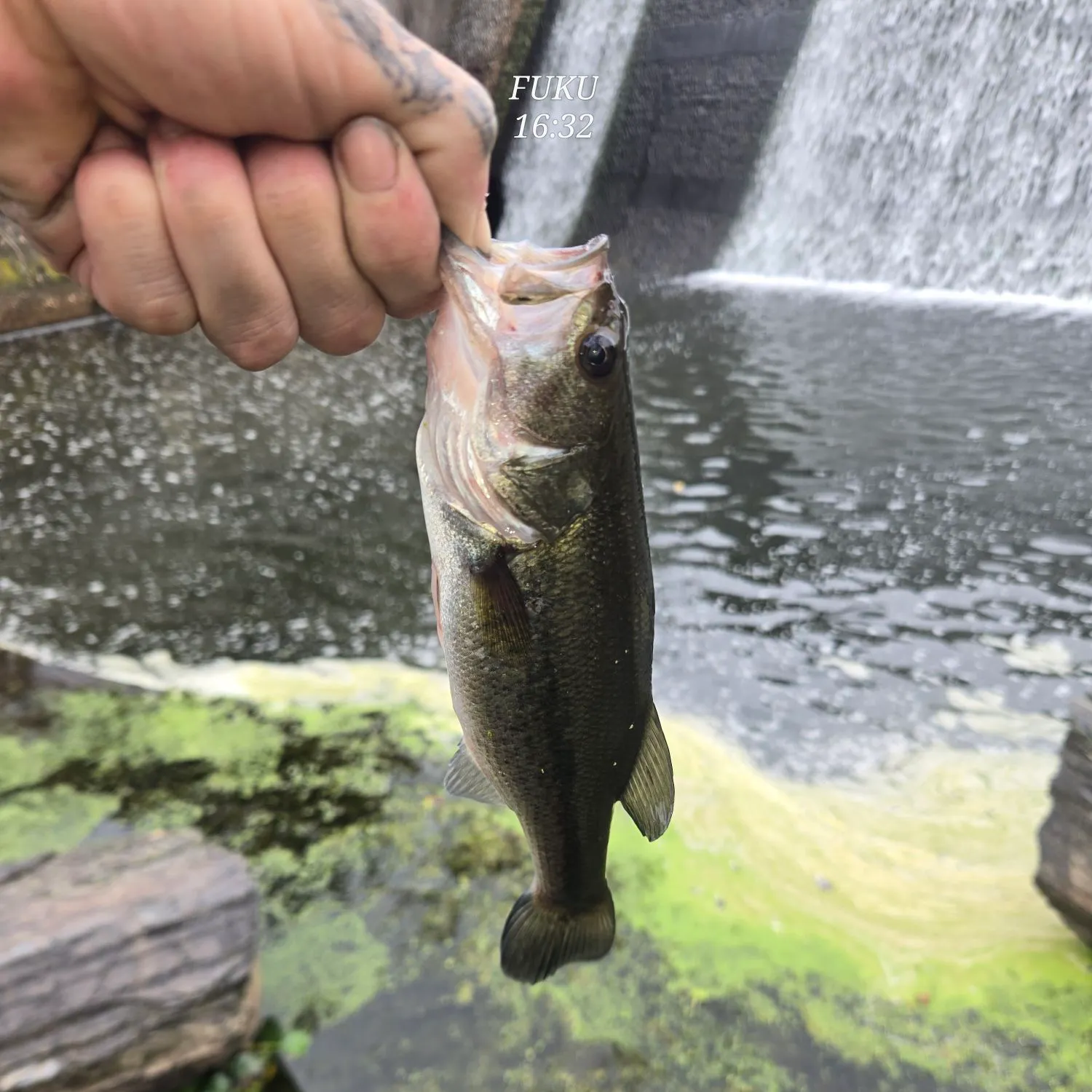 Fish caught on Fishbrain