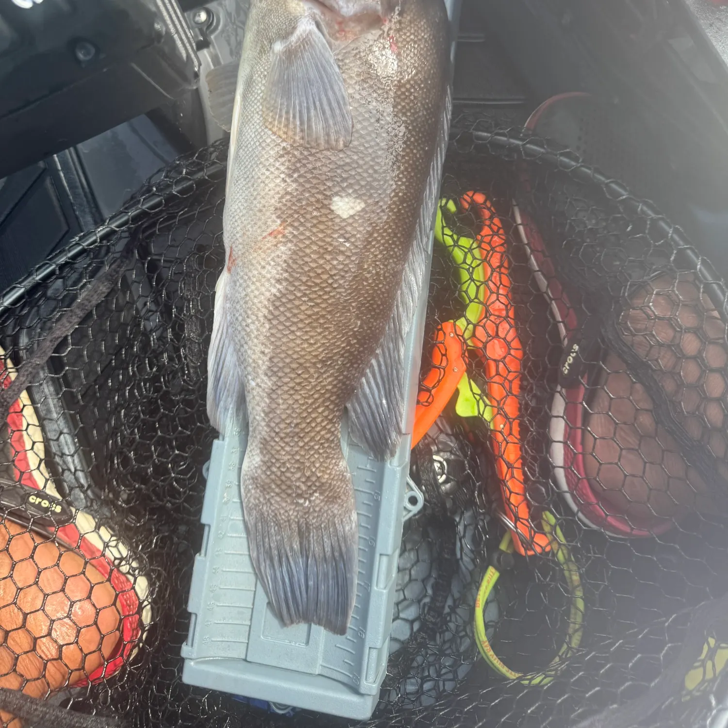 The most recent Tautog catches on Fishbrain