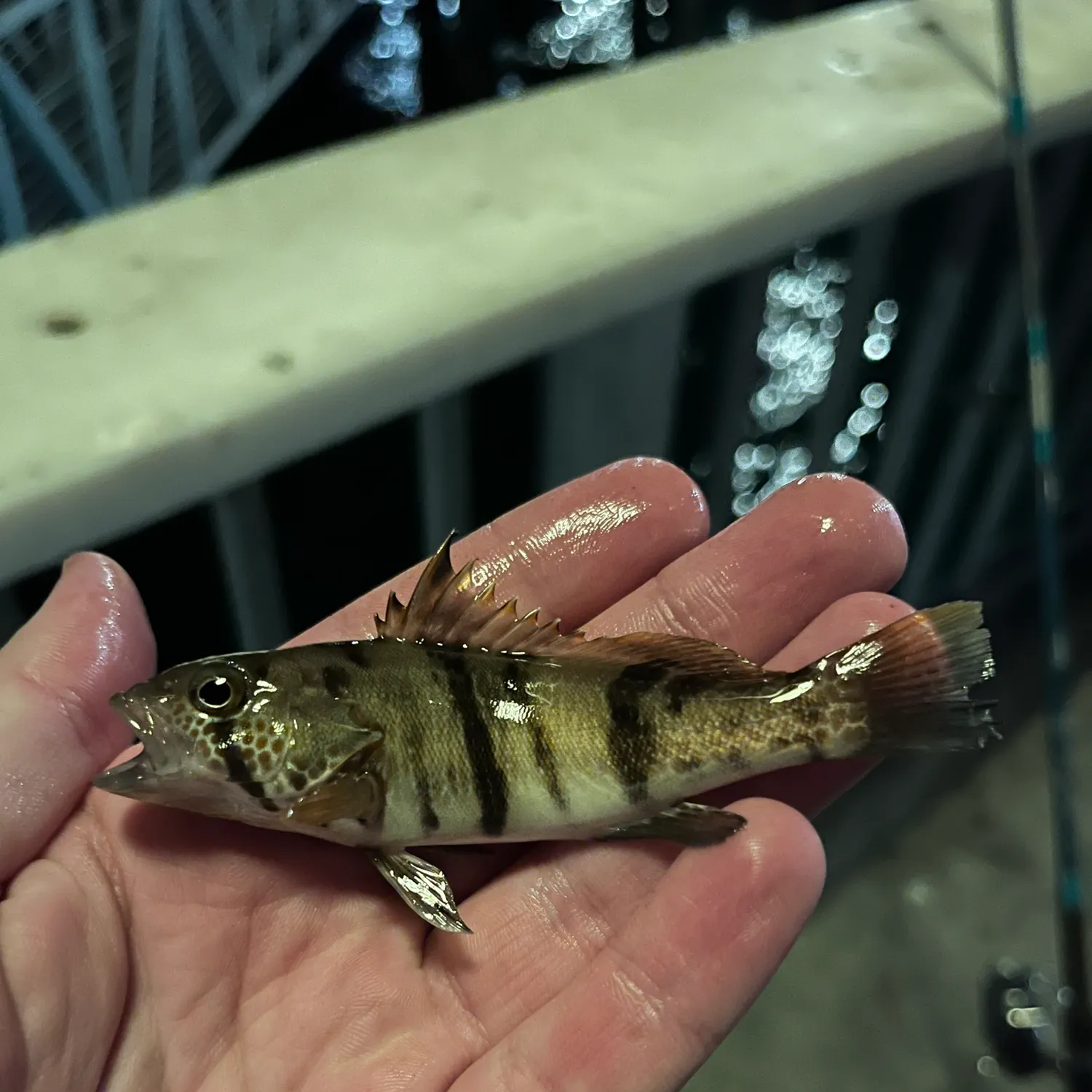 The most recent Barred sand bass catches on Fishbrain