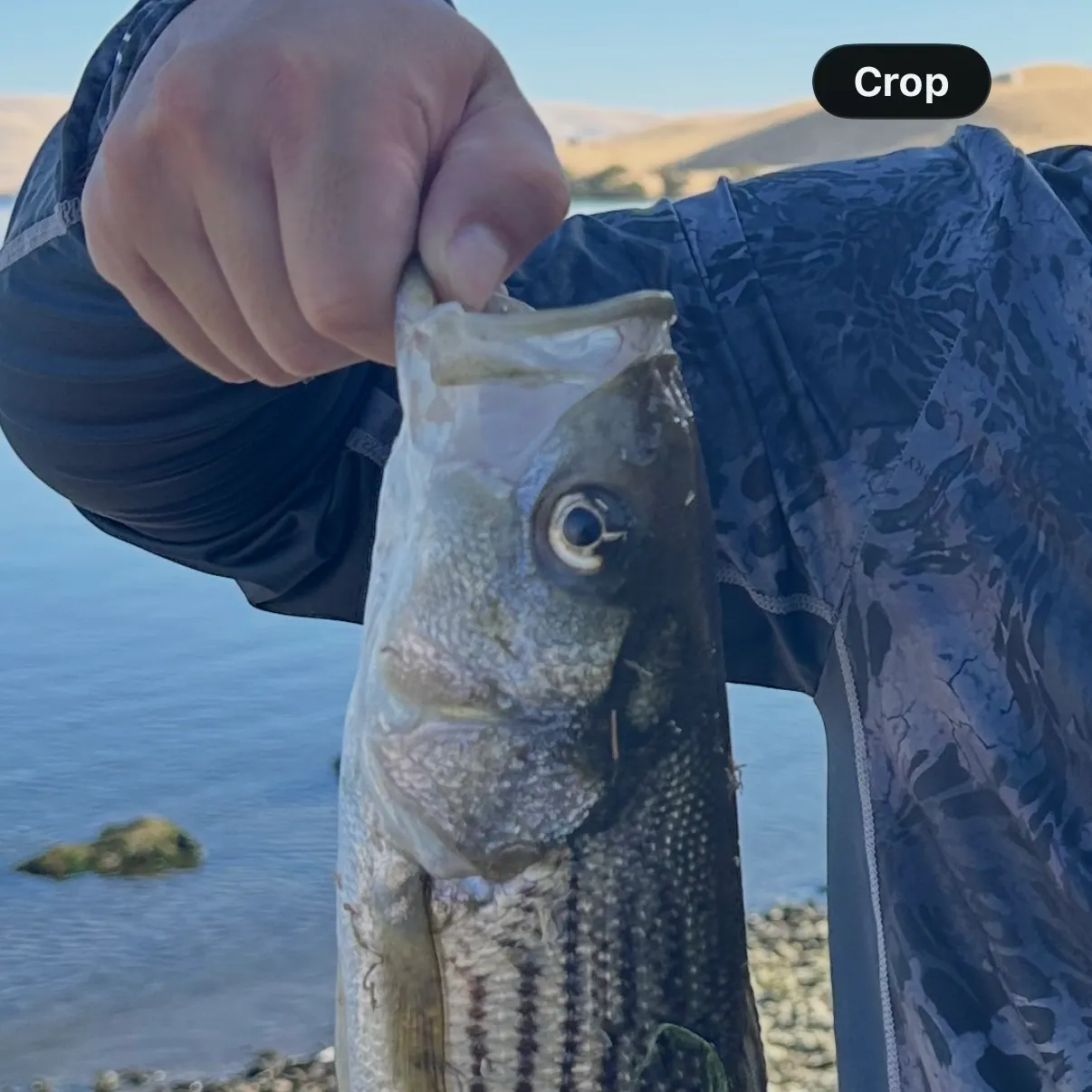 Striped bass caught on Fishbrain