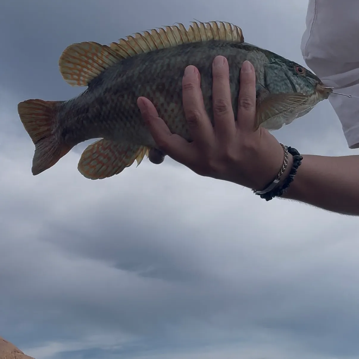 Ballan wrasse caught on Fishbrain