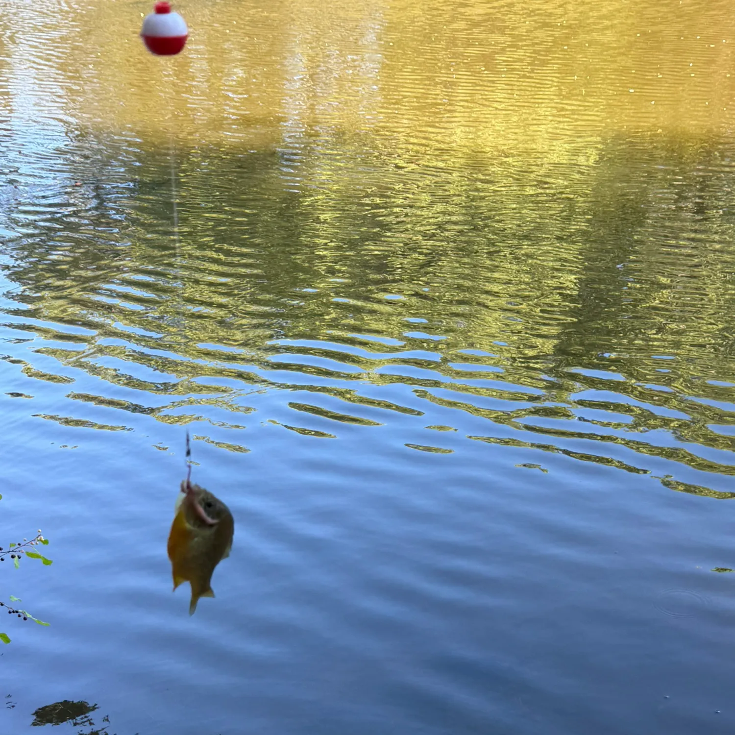 Pumpkinseed caught on Fishbrain