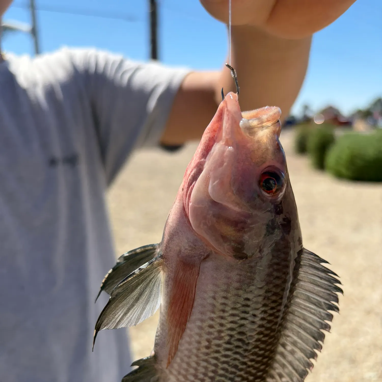 catch