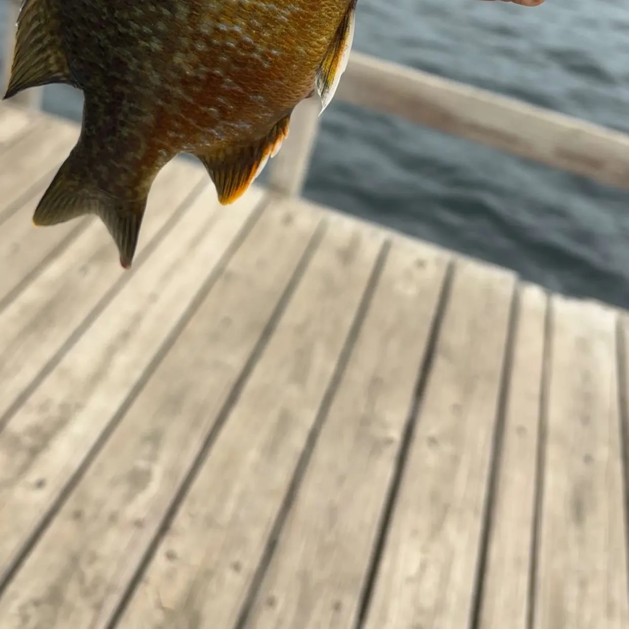 Greengill hybrid caught on Fishbrain