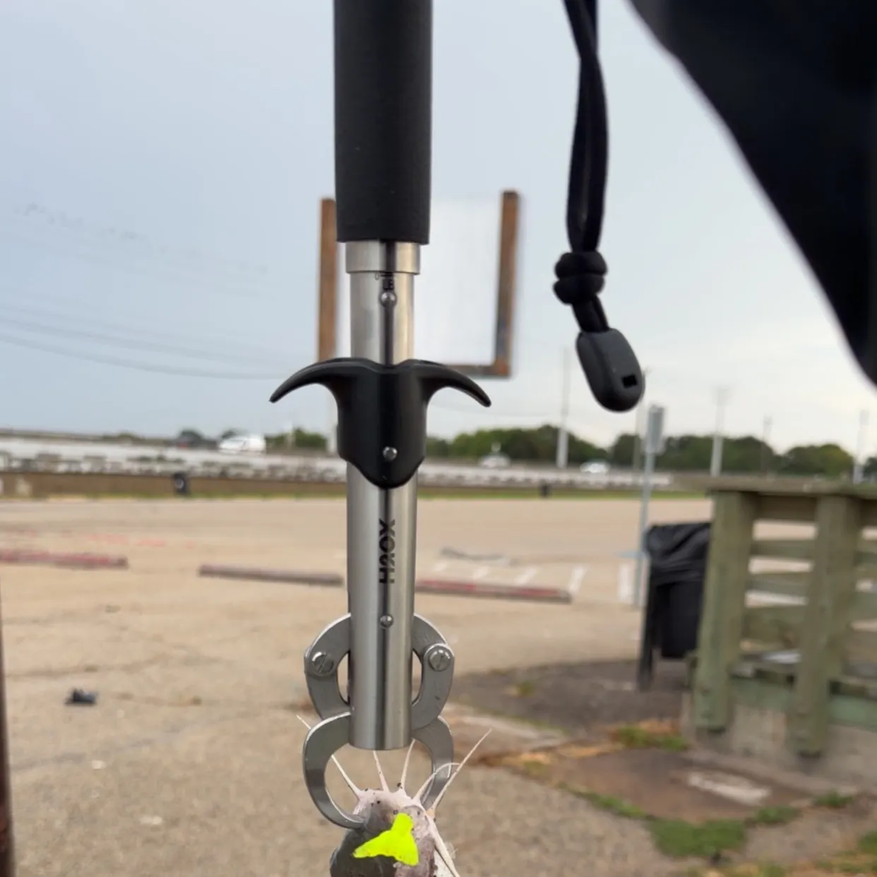 Hardhead sea catfish caught on Fishbrain