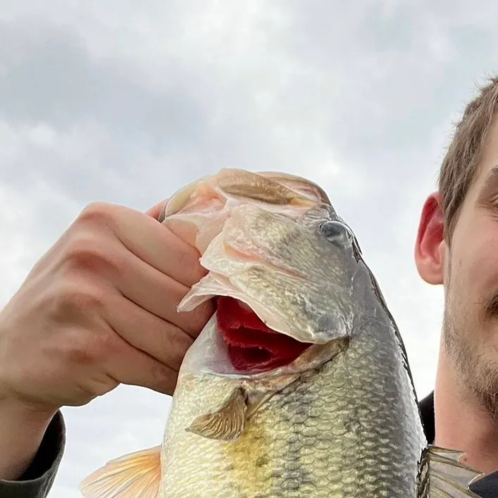 Largemouth bass caught on Fishbrain