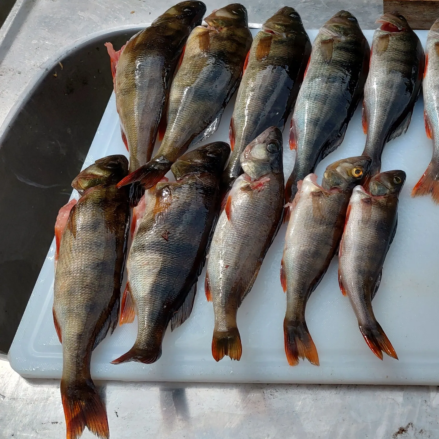 European perch caught on Fishbrain
