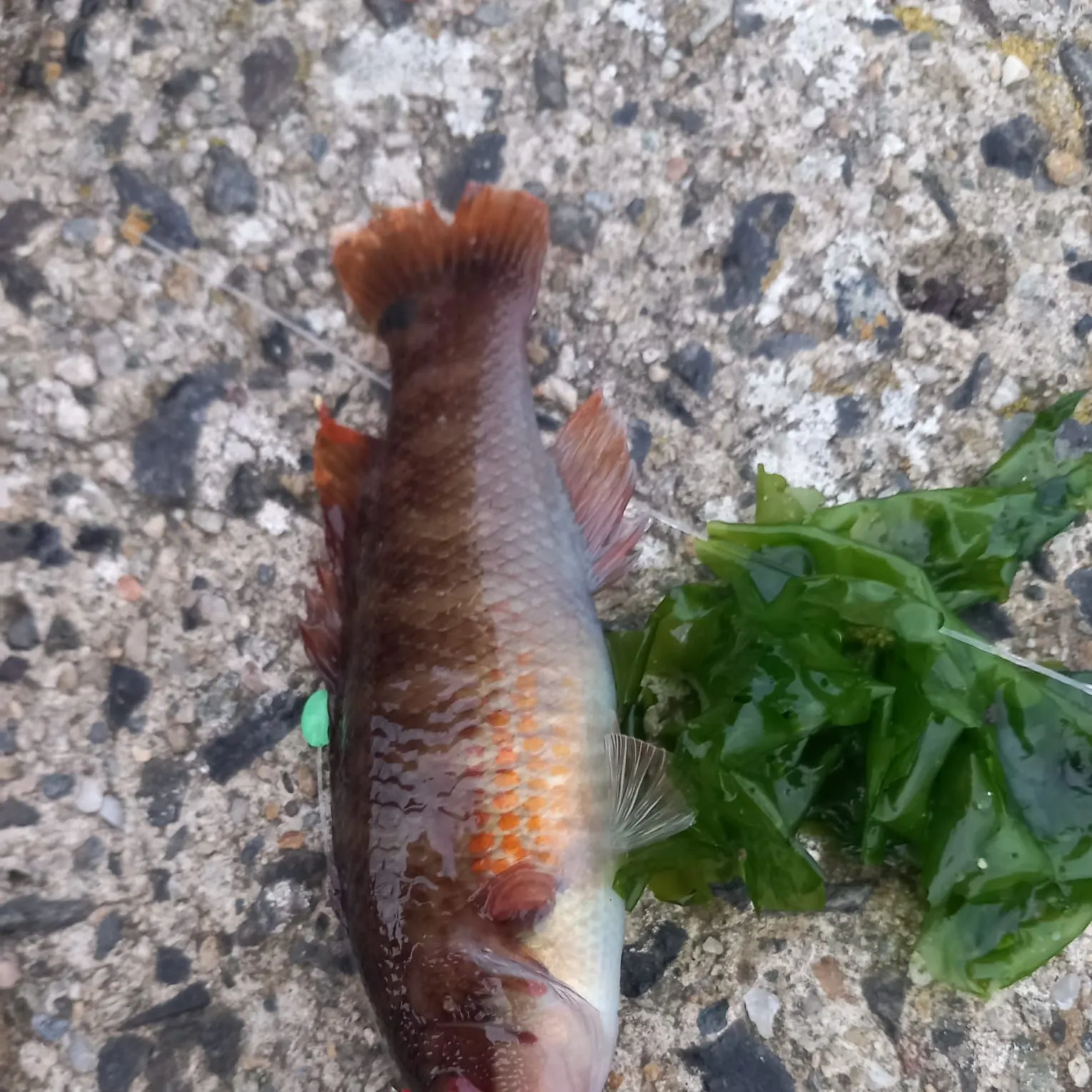 The most recent Corkwing wrasse catches on Fishbrain