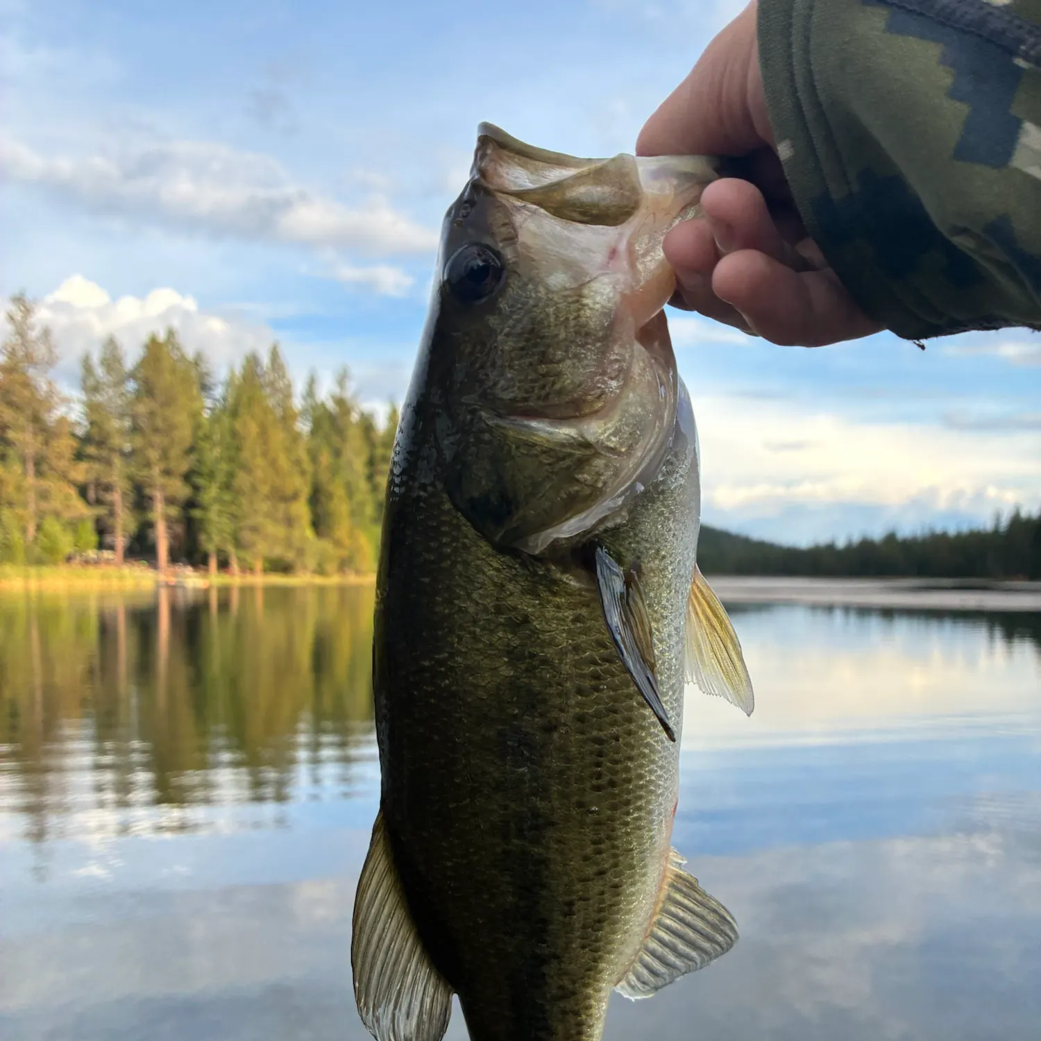 Largemouth bass caught on Fishbrain