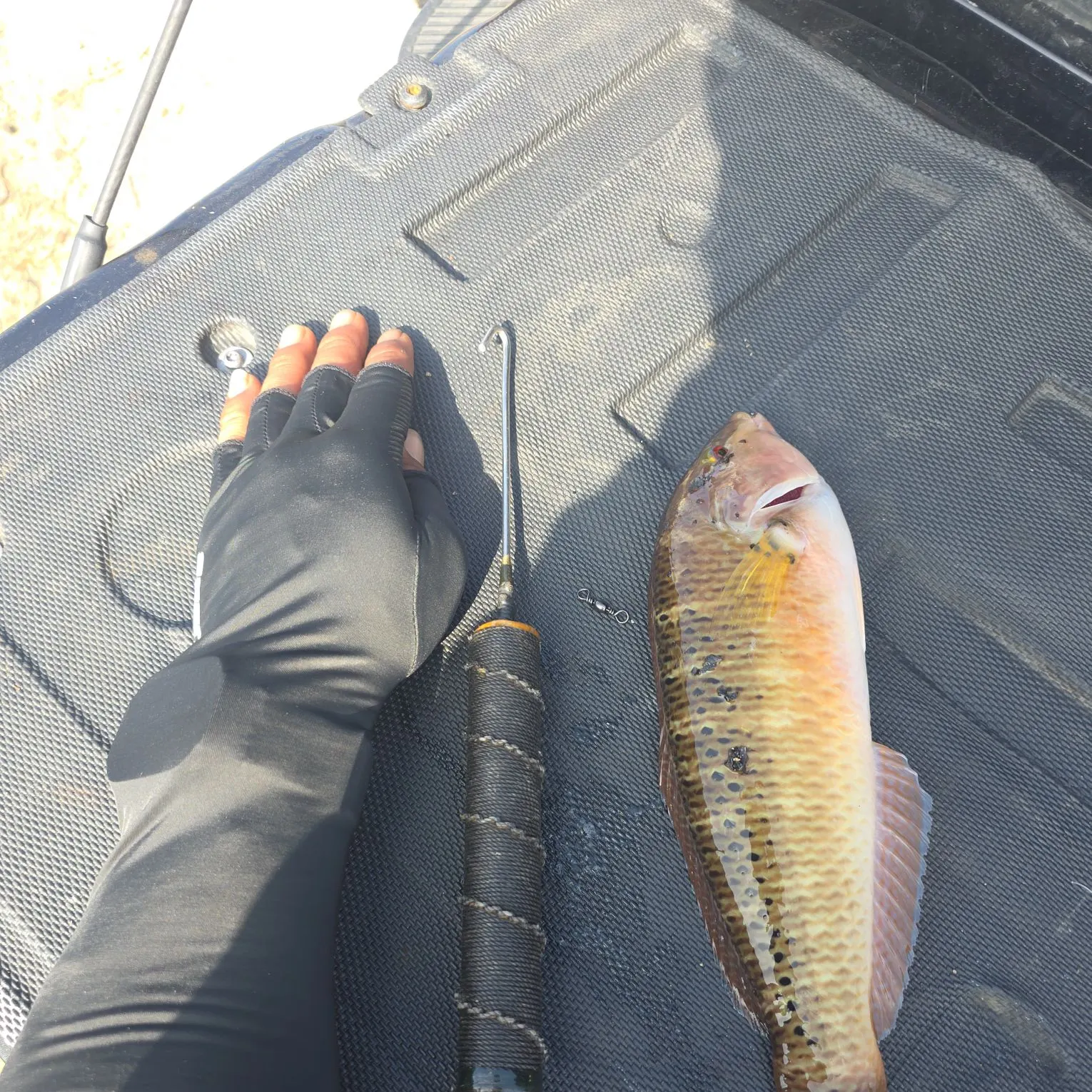 The most recent Slippery dick wrasse catches on Fishbrain