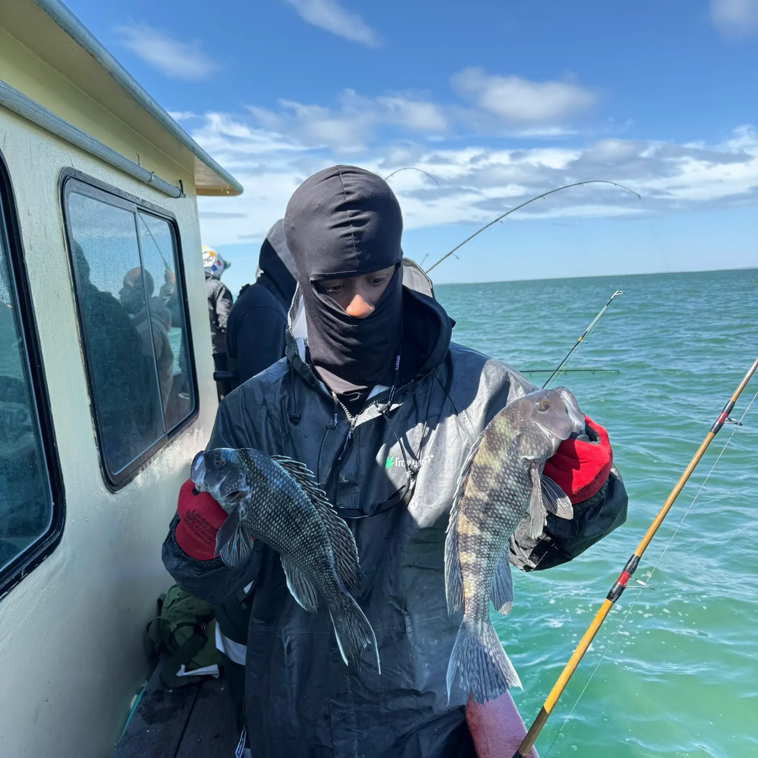 The most recent Black sea bass catches on Fishbrain