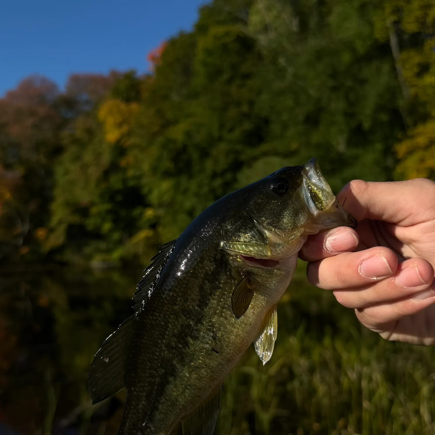 Largemouth bass caught on Fishbrain
