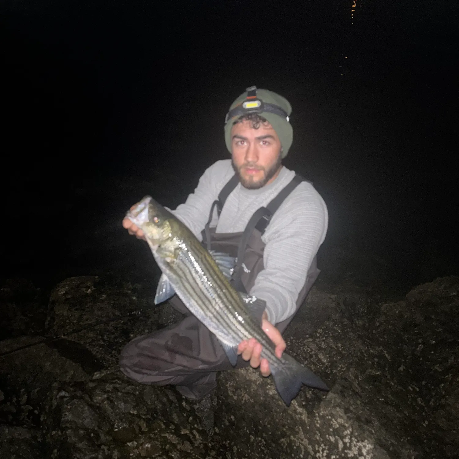 Striped bass caught on Fishbrain