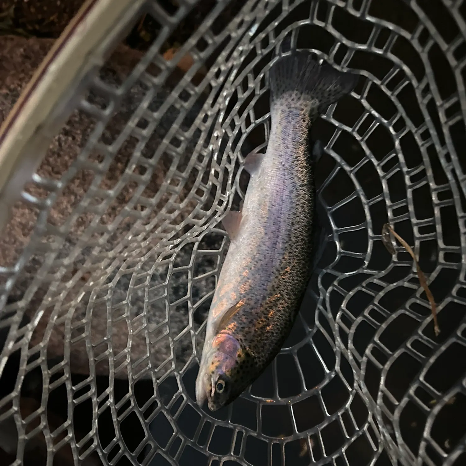 Rainbow trout caught on Fishbrain