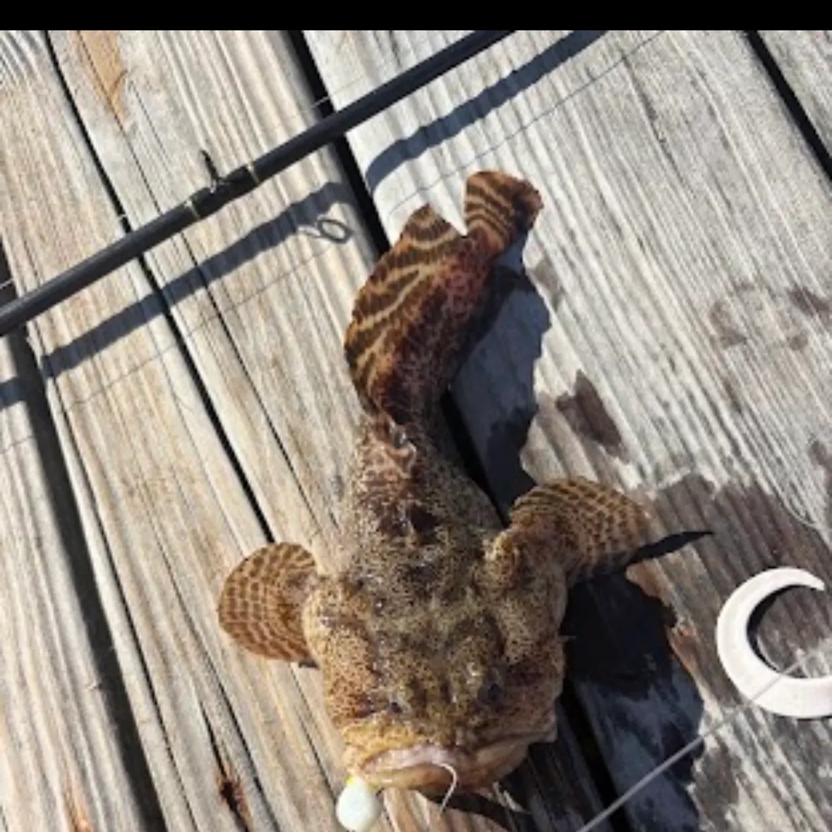 Oyster toadfish caught on Fishbrain