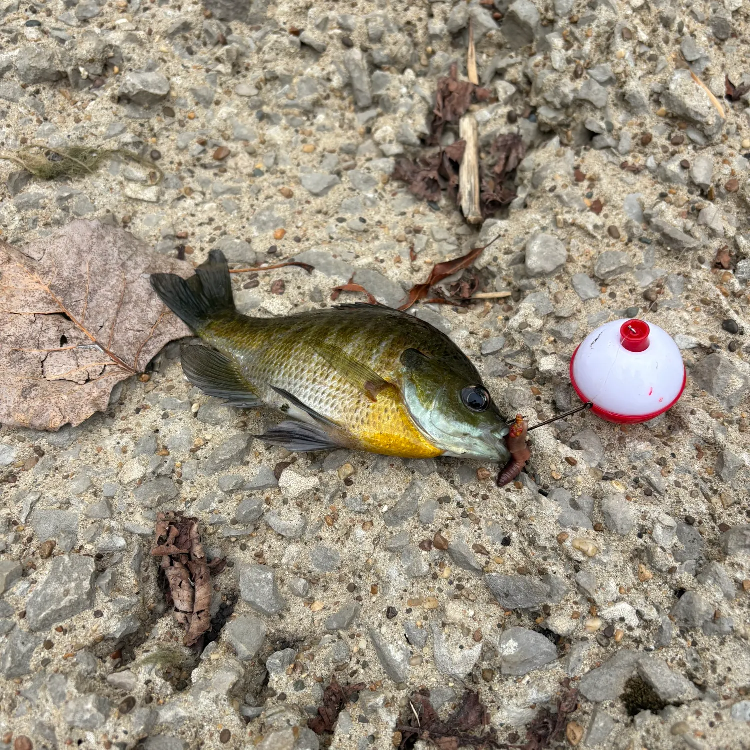 Bluegill caught on Fishbrain