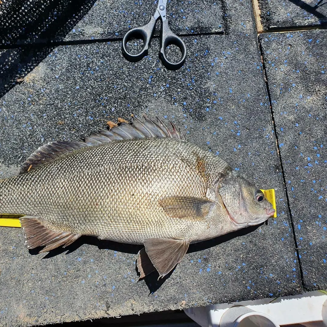 Bidyan perch caught on Fishbrain