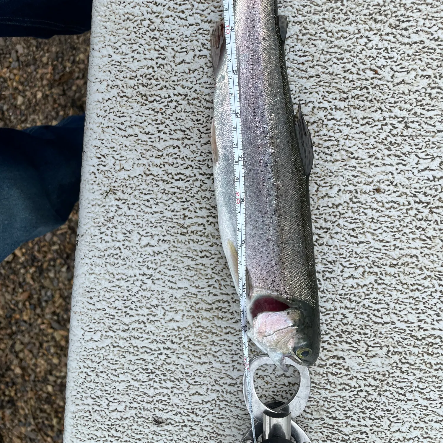 Rainbow trout caught on Fishbrain