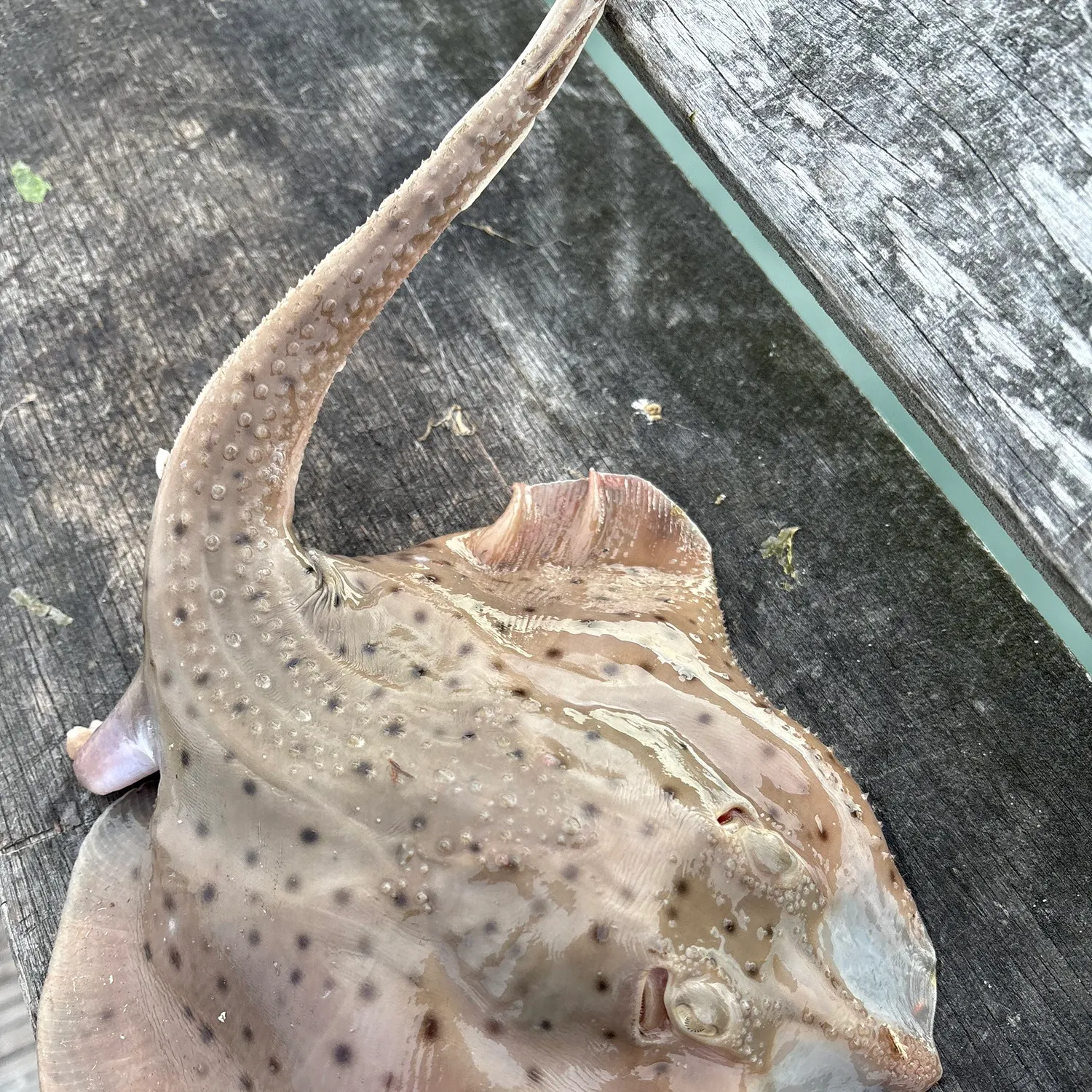 The most recent Winter skate catches on Fishbrain