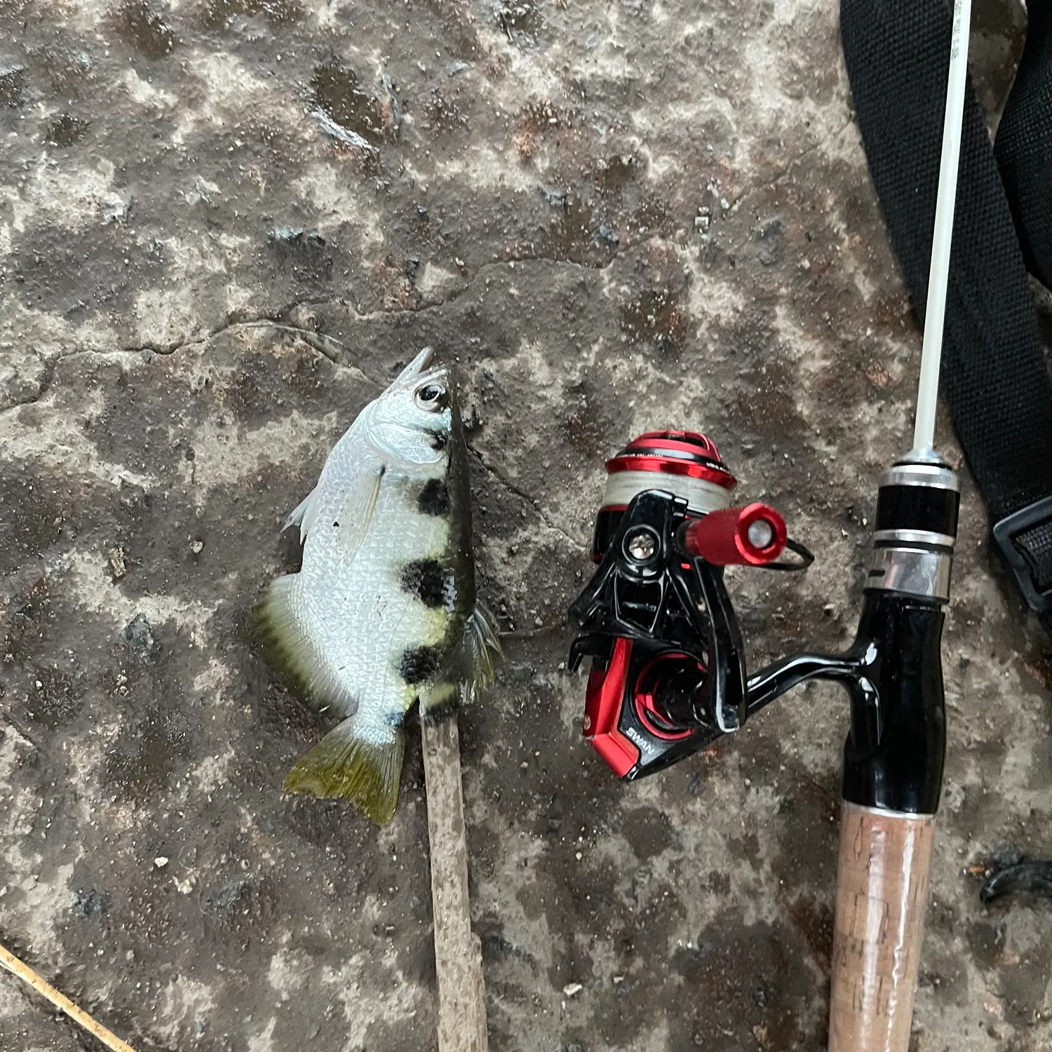 The most recent Banded archerfish catches on Fishbrain