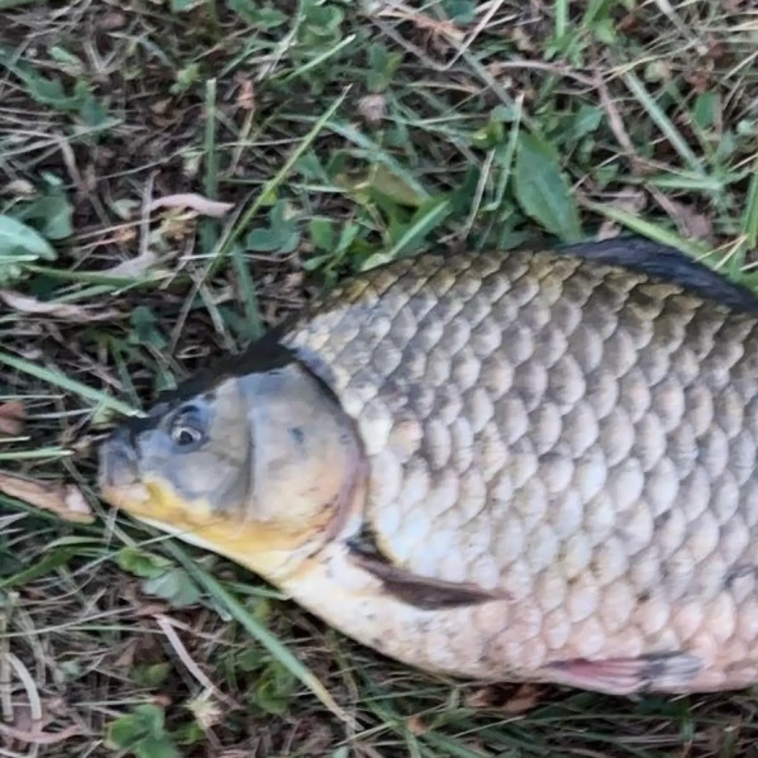 angler catch