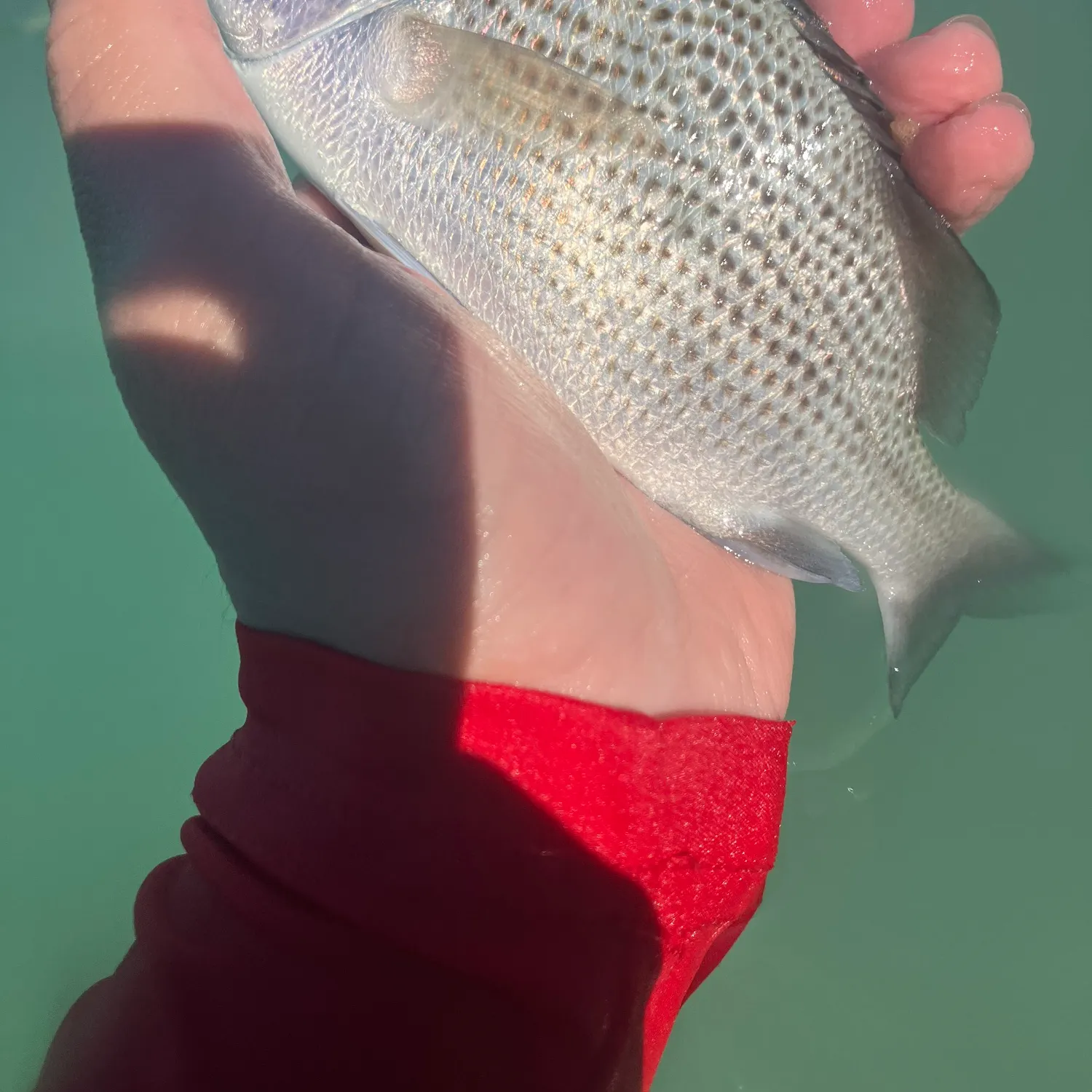 The most recent Sailor's choice grunt catches on Fishbrain