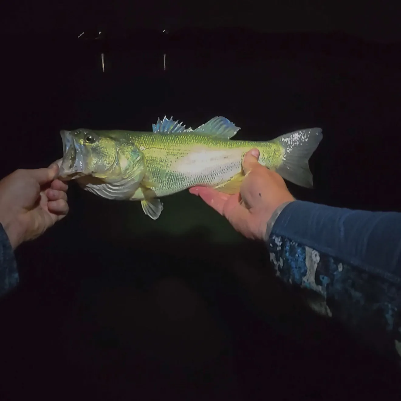 The most recent Largemouth bass catches on Fishbrain