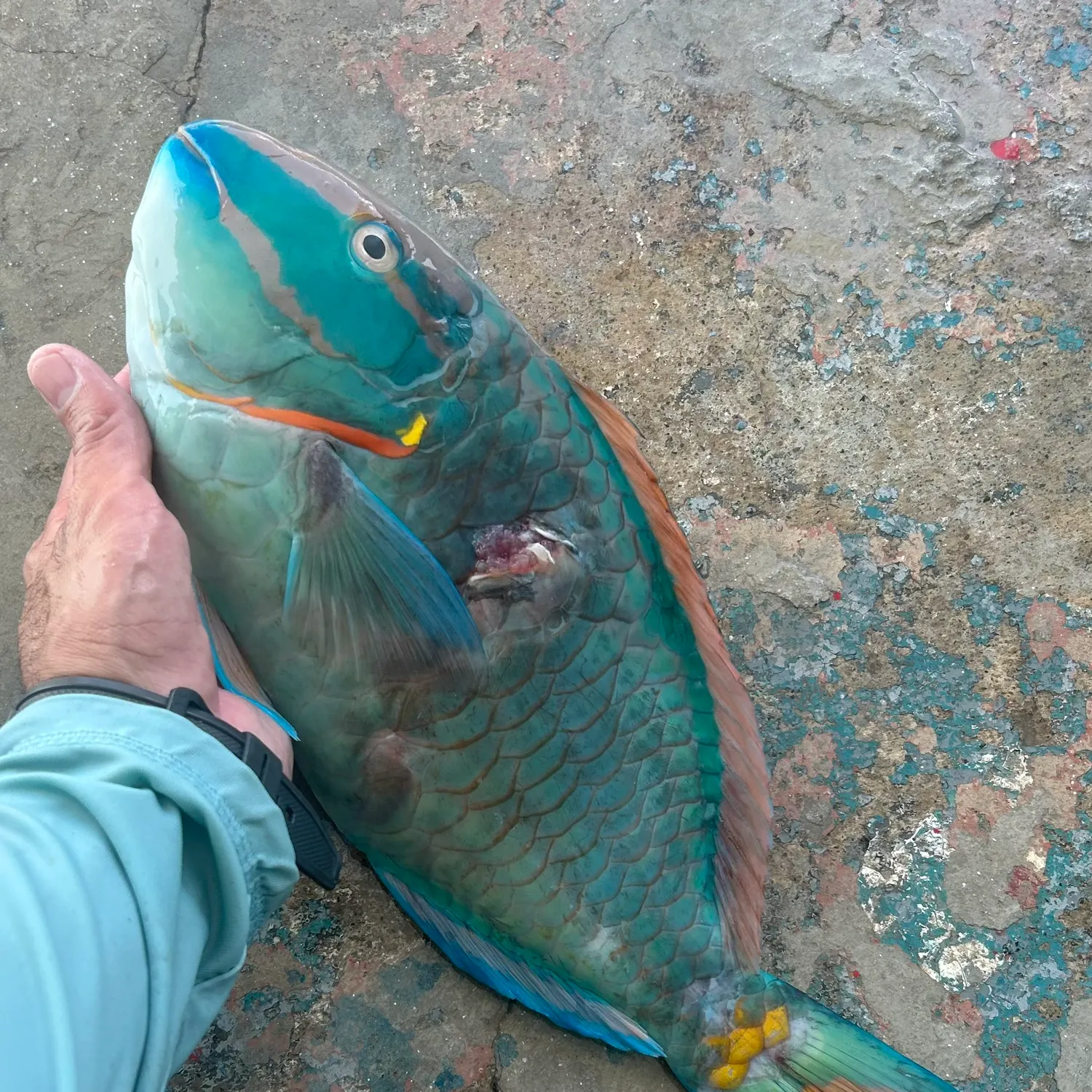 recently logged catches