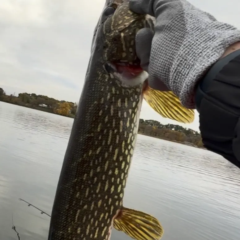 Northern pike caught on Fishbrain