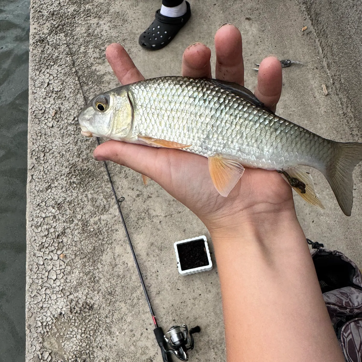 Golden redhorse caught on Fishbrain