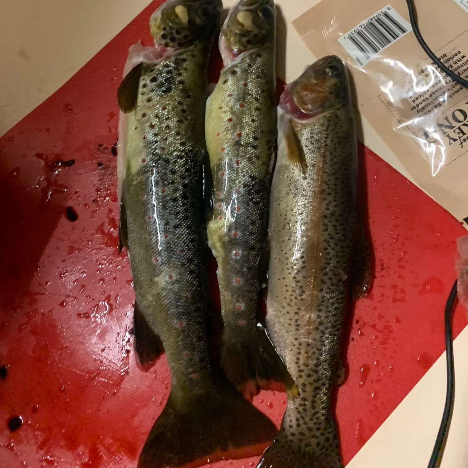 recently logged catches