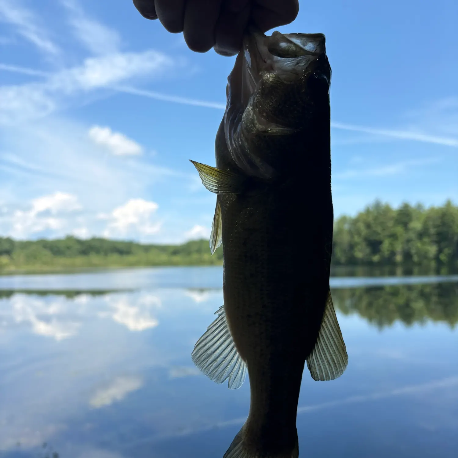Smallmouth bass caught on Fishbrain
