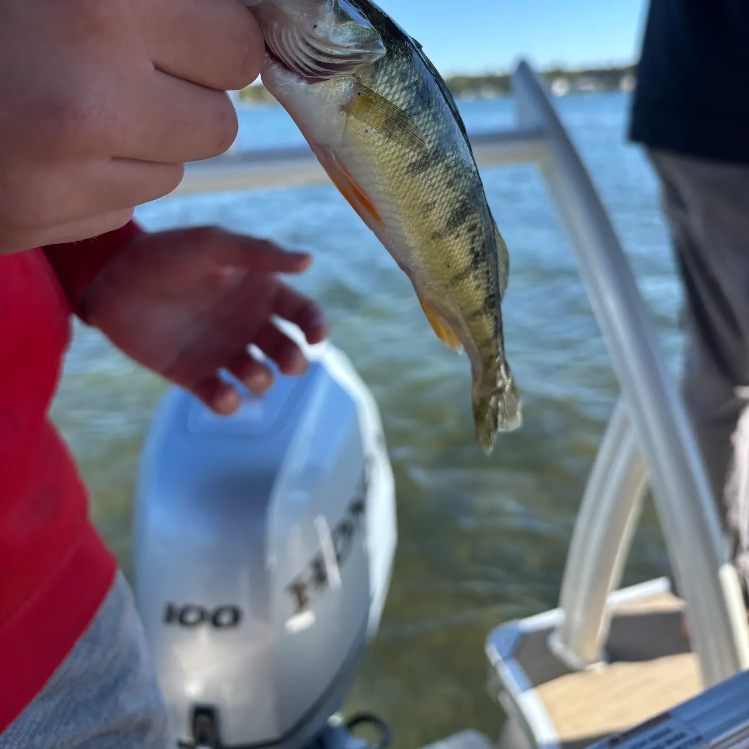Yellow perch caught on Fishbrain