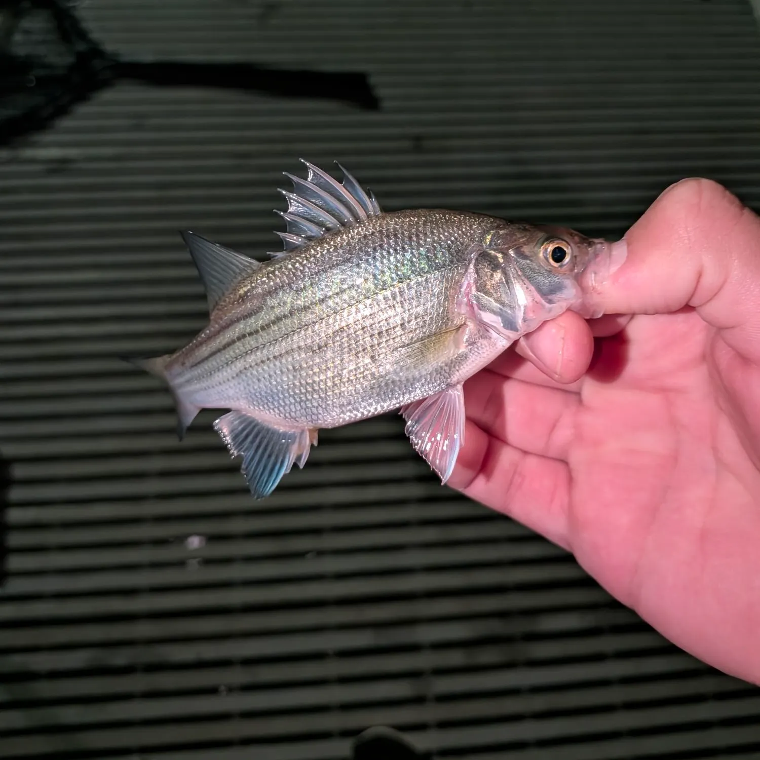 White bass caught on Fishbrain