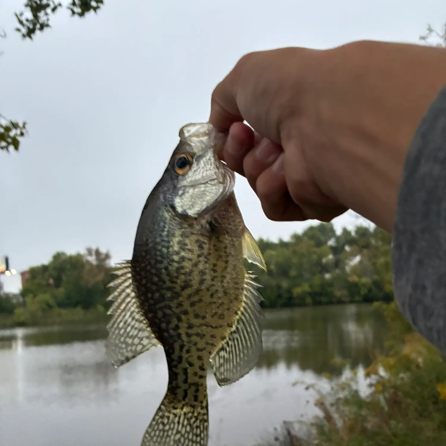 Black crappie caught on Fishbrain