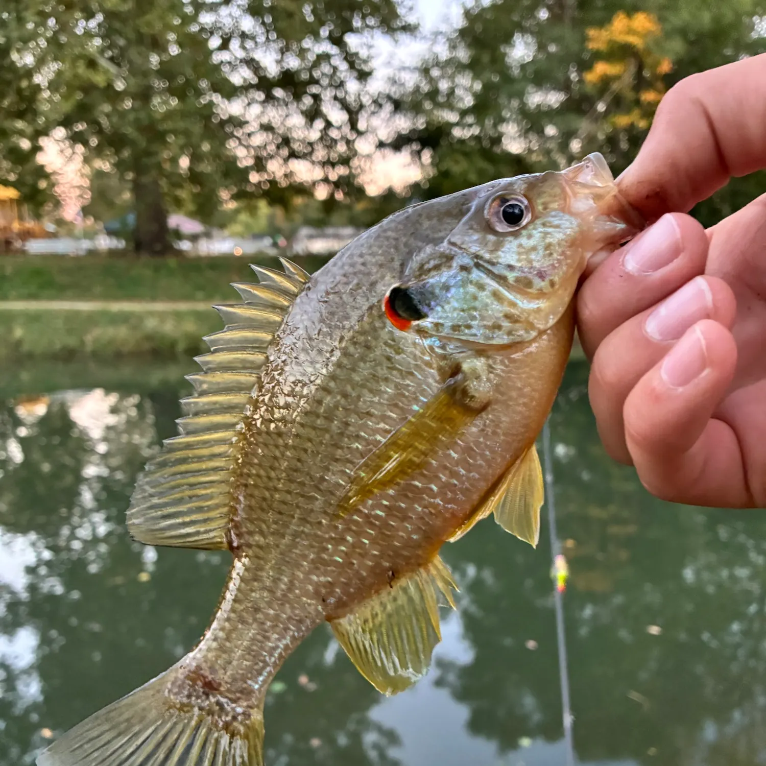 Redear sunfish caught on Fishbrain