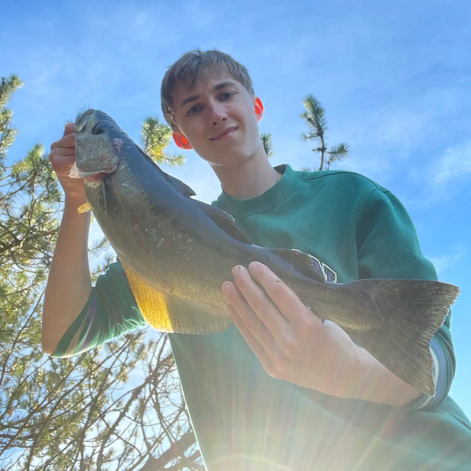 Pollack caught on Fishbrain