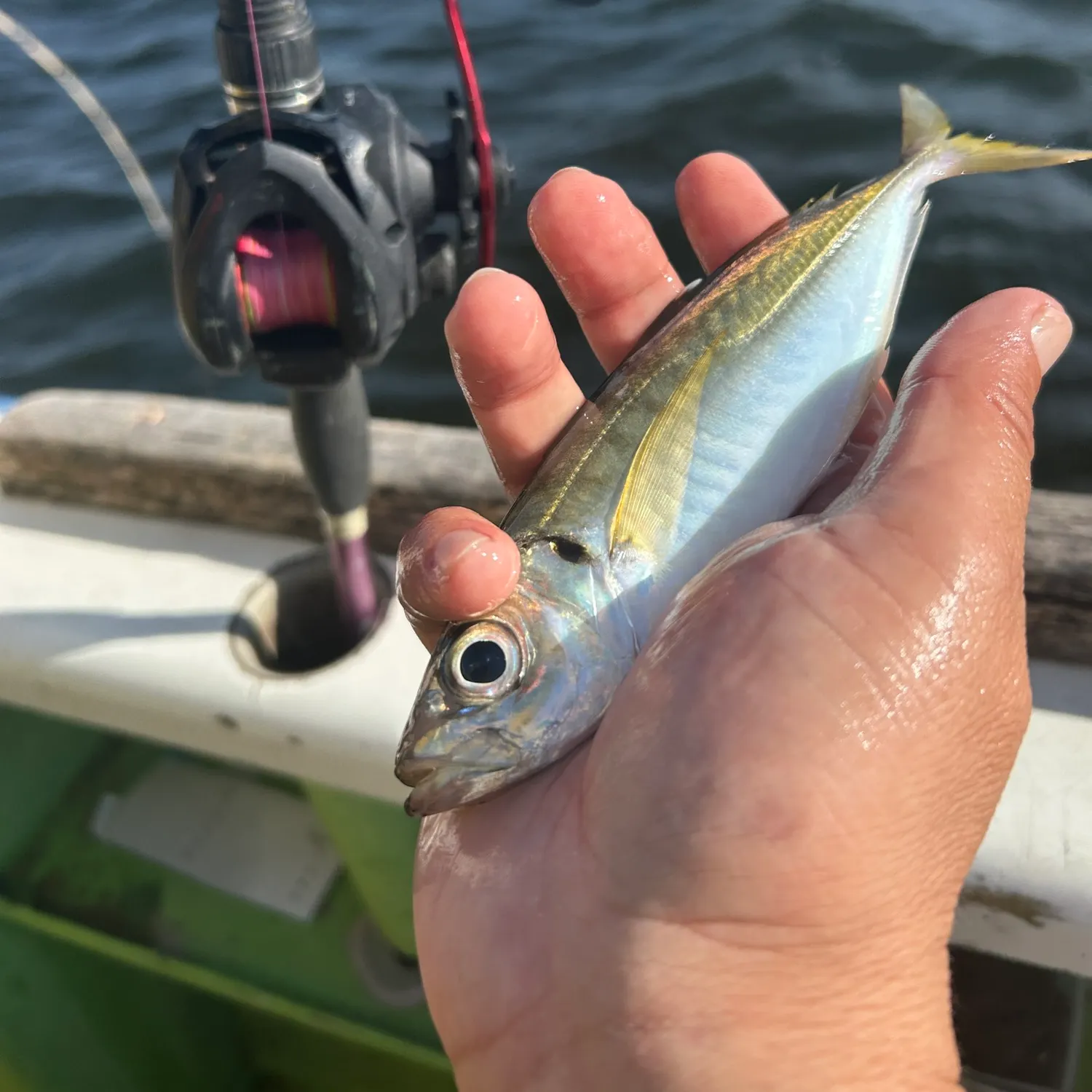 The most recent Yellowtail horse mackerel catches on Fishbrain
