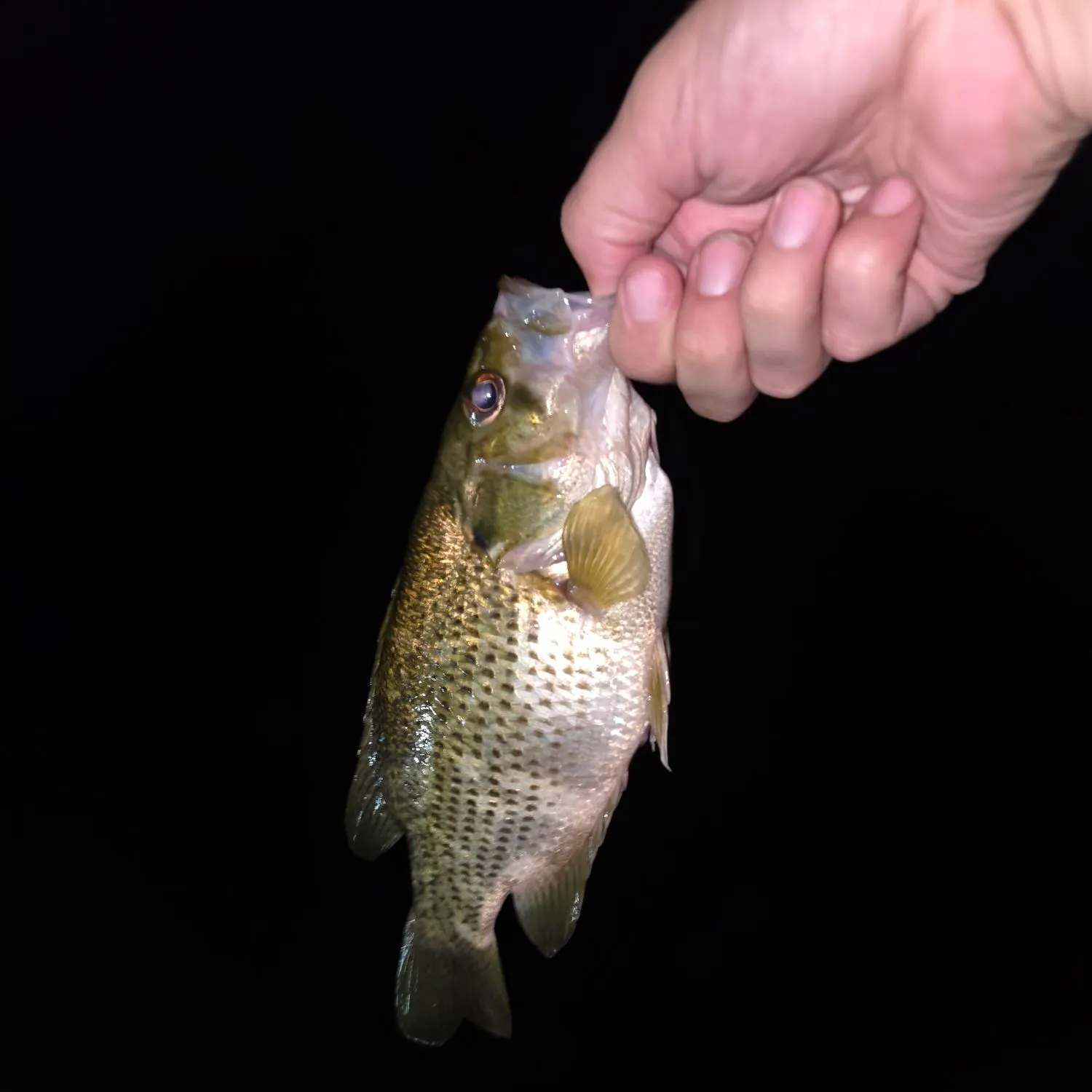 Rock bass caught on Fishbrain