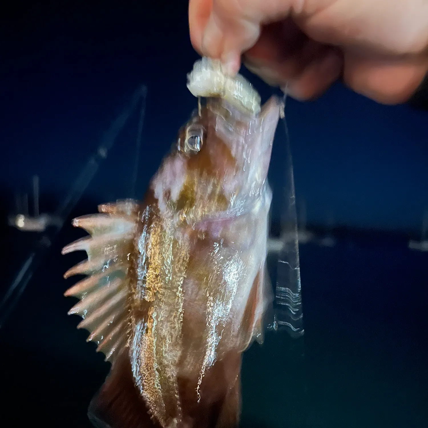 The most recent Brown rockfish catches on Fishbrain